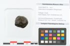 Foto (Objekt + Etikett) von Asterocaryum europaeum Ettingshausen (NHMW-GEO-2024-0188-9176)